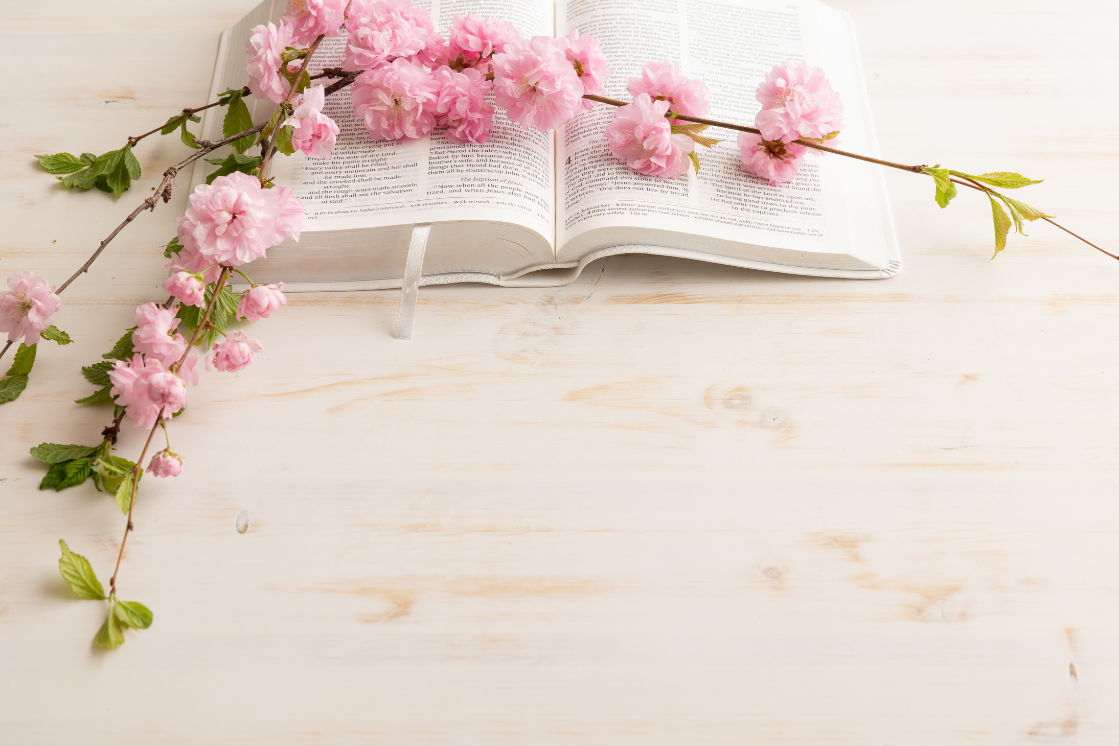 Open bible and pink blossoms